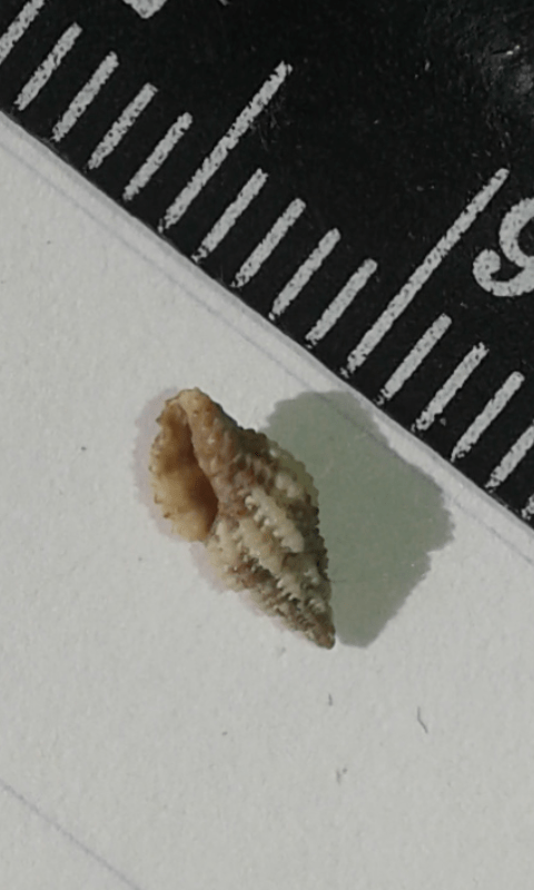 Muricidae?